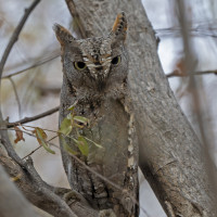 Pallid Scops-Owl